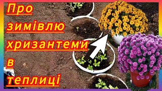 Холодна теплиця🌺ХРИЗАНТЕМА🌼чекає весну🌺#українськийконтент #хризантема #зима #flowers #plants