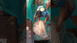 जाळी मध्ये सापडला मोठा जेलीफिश. Giant gellyfish in fishing net. Mumbai Indian fishing #jellyfish