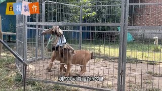 规矩～让人与犬保持最舒服的距离