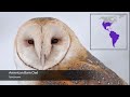 Owls of North America and their Calls