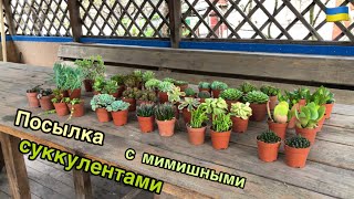 Посылка с суккулентами. Мимишек заказывали?! Смотрим вместе!