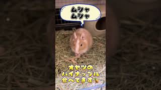 今日のふみちゃん〜6ばん〜　#shorts #デグー