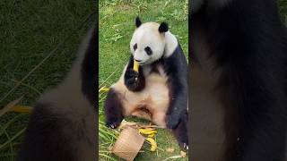 Take off your custome, Panda Mei Xin. You're definitely a human! #goviral #panda #cuteanimals