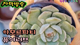 퓨어 러브 와 아모르 파티를#Korean succulents #多肉植物 #다육식물