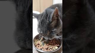 保護猫わさび20210324カリカリを食べる