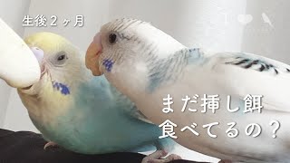 挿し餌いつまで食べるんでちゅか？【ピコ・ミント・バニラの成長記録】budgies vlog