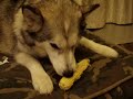 alaskan malamute　アラスカンマラミュートの銀　トウモロコシを食べる