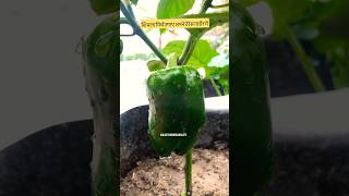 Organic capsicum 🫑 #trending #viral #organic #capsicum #shorts