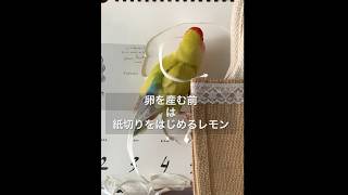 ❤️❤️すると紙切りが多くなるコザクラレモン🍋その後排卵が訪れる。#short