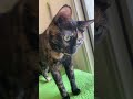 サビ猫ここにゃの癒し動画、カメラ目線からゴロンと毛づくろい！