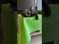 サビ猫ここにゃの癒し動画、カメラ目線からゴロンと毛づくろい！