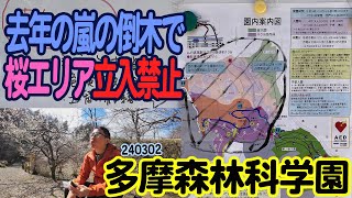 桜エリア立入禁止『多摩森林科学園』東京都八王子市廿里町：桜見の人は気を付けて！