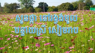 សួនផ្កា នៅរង្វង់មូលបន្ទាយស្រី សៀមរាប