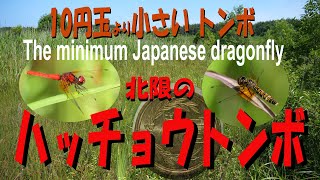 北限のハッチョウトンボ　日本最小のトンボ