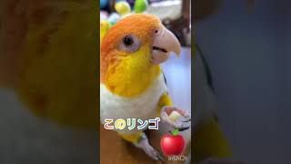 シロハラインコ華ちゃん🐥（💃😻🤗🍎😋🪇🎤♫）