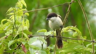 นกอีเสือหัวดำ (Long-tailed Shrike; Lanius schach)