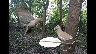 Awesome Quick Bird Traps in Action Best Bird Trap How To Make A Bird Traps Easy