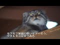 マヌルネコ兄貴、モフモフっぷりを見せつける　pallas s cat