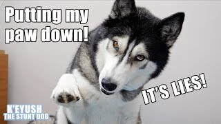 Telling My Dog He's Going On A Diet! He Wants To Get Fat!