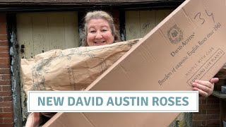 New David Austin Rose Haul | Pruning Yew Trees