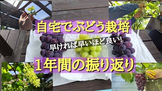 自宅でぶどう栽培／ウッドデッキの巨峰、収穫までの1年間の記録／Japanese grape