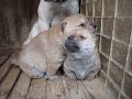 山陰柴犬子犬　生後３週間