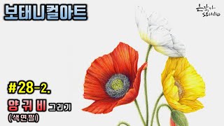 [Flower Draw/Botanical Art] #28-2. Poppy Colored Pencil Drawing (Flower Drawing Lesson)
