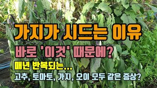 텃밭농사 가지가 시드는이유와 예방법 가지풋마름병 가지청고병이 걸린 밭에 박과작물을 또 심안된는이유