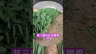 这几种蔬菜千万不要多浇水否则会影响产量 #蔬菜增产小妙招 #关注我一起学种菜 #种植小技巧 #农业种植 #蔬菜浇水小技巧