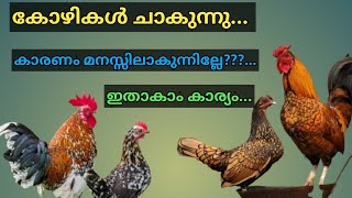 നാടൻ കോഴി വളർത്തൽ | നെഞ്ചുണക്കു രോഗം വന്നാൽ എന്താ അവസ്ഥ #nenjunakku #kozhivalarthal #poultry tips