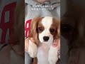 両手でほっぺを抑えたのになんか思ってたのと違うキャバリア cavalier king charles spaniel