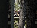 Thrillshaveabeard liked it! | Mystic Timbers, Kings Island | Mason, Ohio | GCI Wooden Coaster