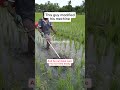 amazing creatif farmer👨‍🌾👨‍🌾👨‍🌾 farming diy agriculture rice shorts