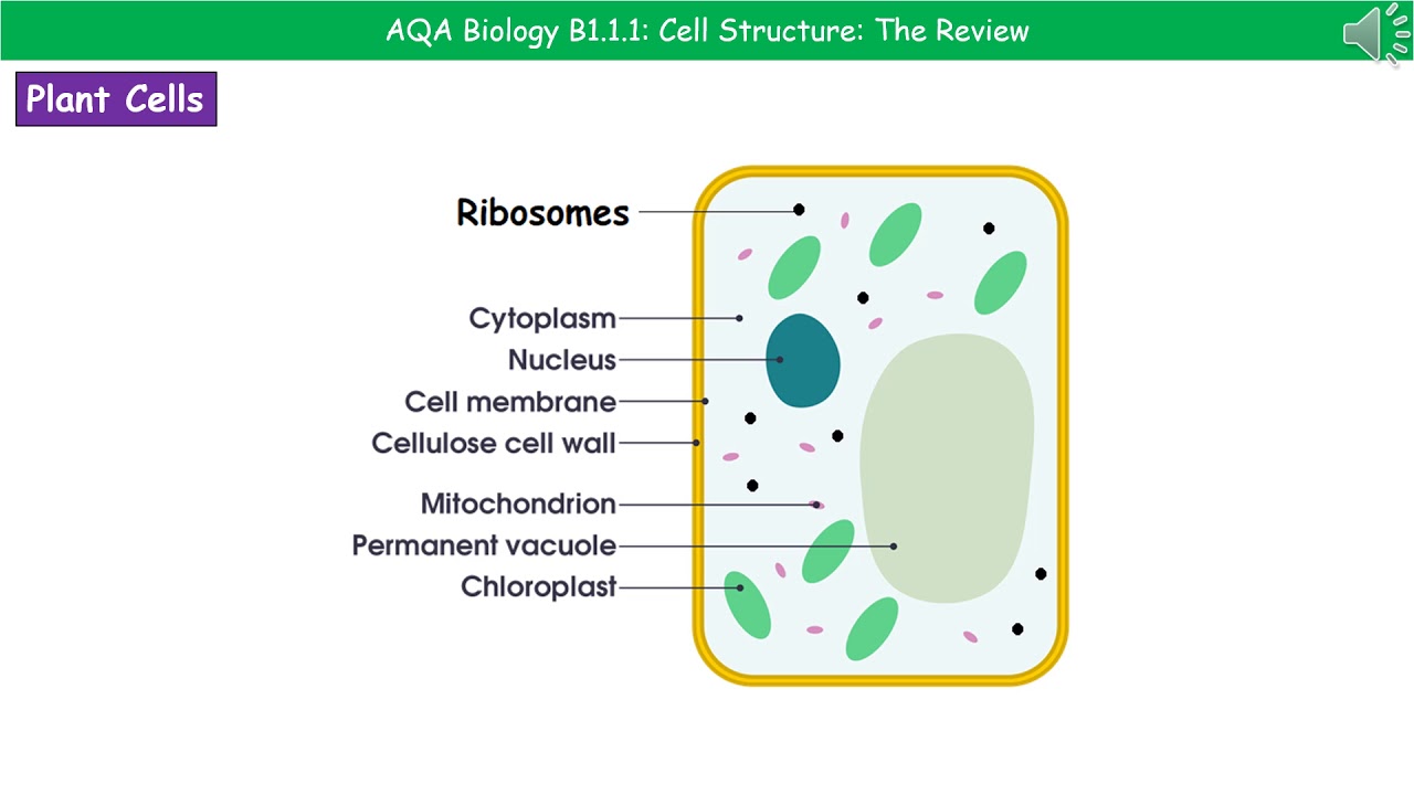 AQA Biology B1.1.1 - Cell Structures - YouTube