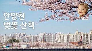 안양천 벚꽃 산책 / 안양천은 지금 벚꽃 절정! / 벚꽃 시네마틱 무비 / cherry blossom cinematic video