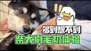 😂柴犬掉毛有多可怕？直接被勸退？！