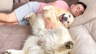 Golden Retriever loves to relax with his human on the couch