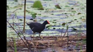 Burung Mandar terbaru suara pikat AMPUH