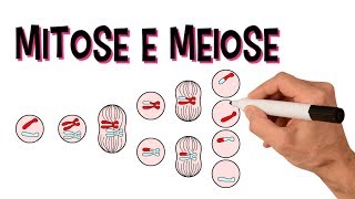 ✅ MITOSE E MEIOSE | DIVISÃO CELULAR | Introdução