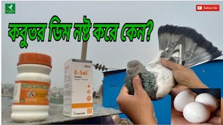 Pigeons will not break eggs and spoil them | কবুতর ডিম ভেঙ্গে নষ্ট করবে না |