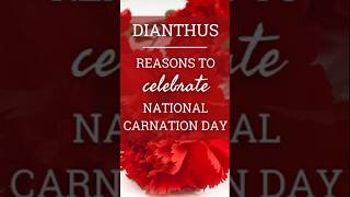 Happy National Carnation Day! 💐 🌹 🌸 🌸  🌹 💐 🌹 #nationalday #carnations #carnation