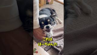 キレてるチワワがばあちゃんに貰ったもの #chihuahua #dog