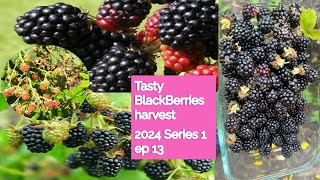 Tasty Black Berries harvest| గార్డెన్లో ఒక్క మొక్క నాటితే చాలు 100 మొక్కలు అవుతాయి