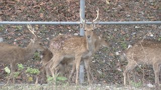 《鹿野真的有鹿》客家新聞雜誌第546集