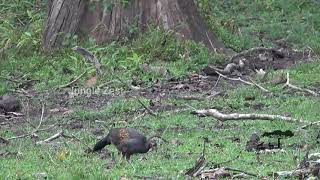 Jungle Zest - Grey Indian Jungle Fowl