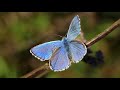 flyingfriday 🦋 the common blue butterfly