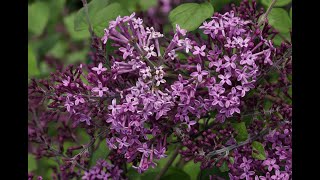 Bloomerang Dark Purple Reblooming Lilac