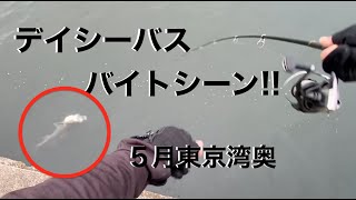 ５月シーバスデイゲーム東京湾奥。バイトシーンあり。Tokyo fishing