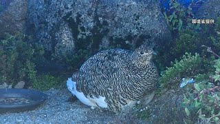 野生ライチョウ家族が那須どうぶつ王国へやってきた　絶滅したとされる中央アルプスのライチョウの「復活作戦」が本格的にスタートする