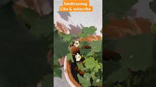 Lady's finger 🌺 vegetable harvesting 🍎🍏 natural plants subscribe #shorts viral #viral videos